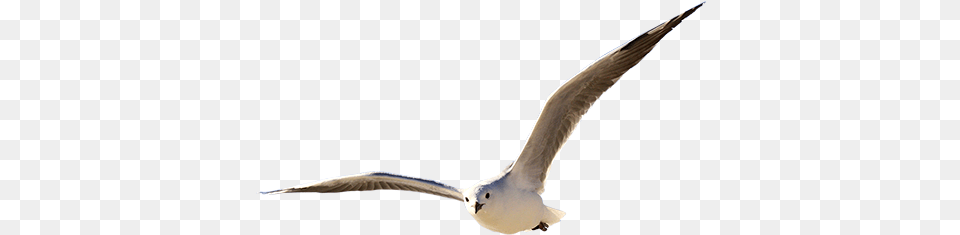 Cottages Flying Bird Tubes, Animal, Beak, Seagull, Waterfowl Png Image