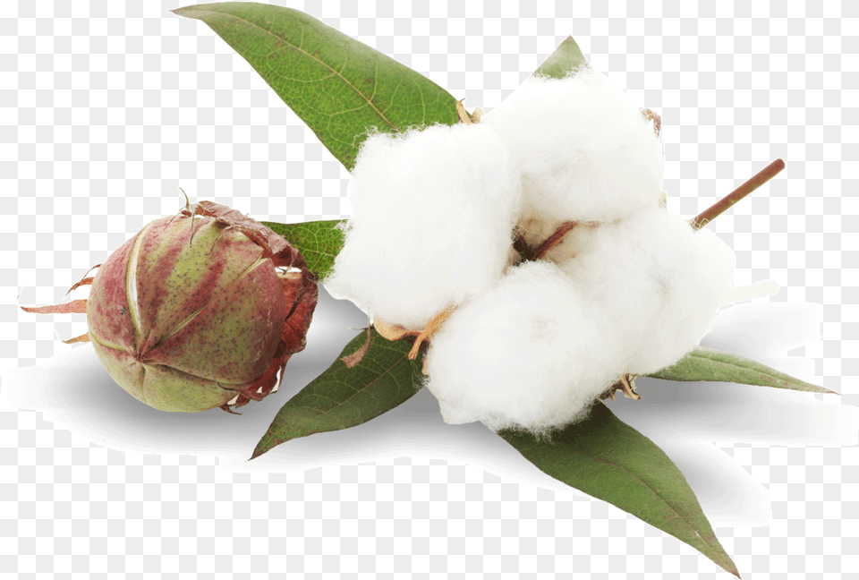 Cotton Free Png