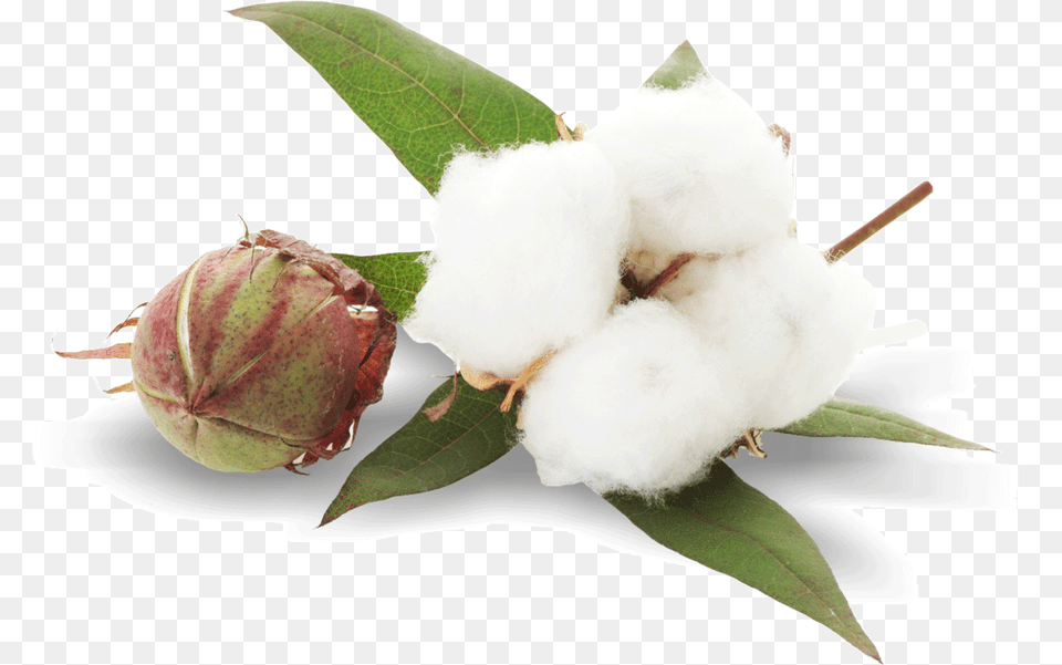 Cotton Png Image