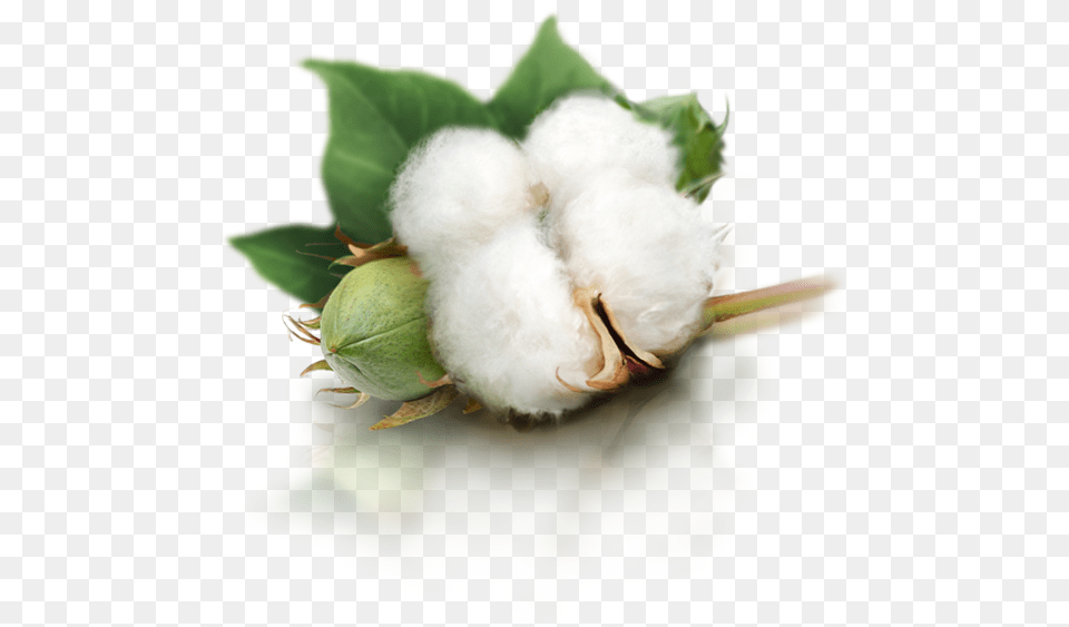 Cotton, Plant, Animal, Bird, Chicken Png Image