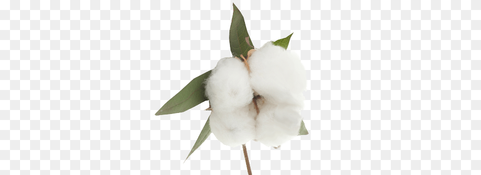 Cotton Free Png