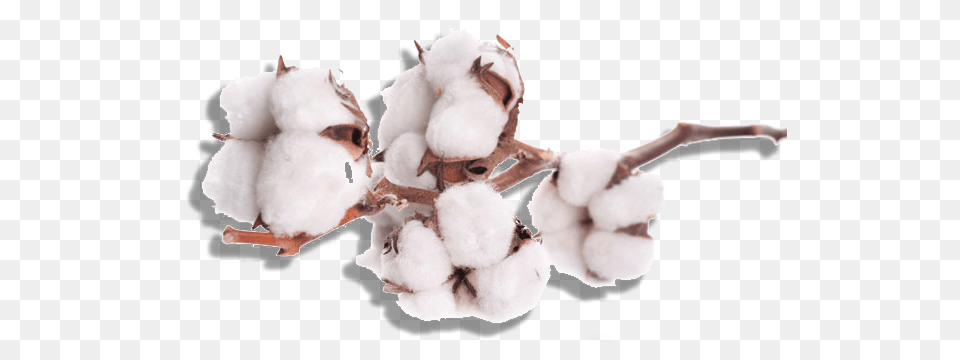 Cotton, Nature, Outdoors, Snow, Snowman Png Image