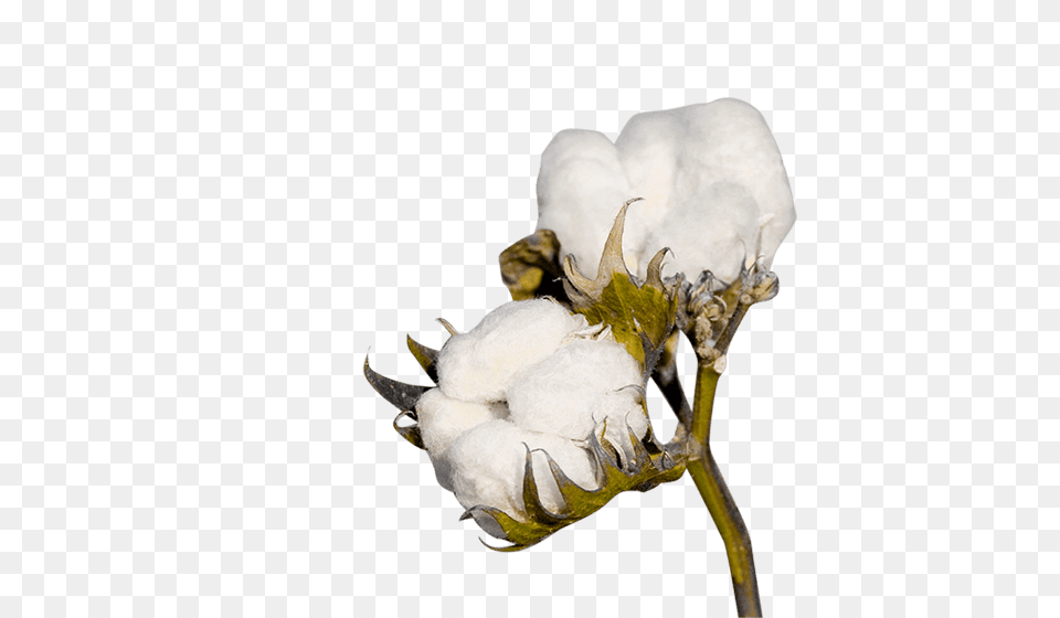 Cotton Png Image