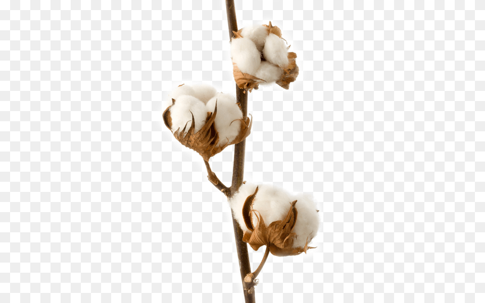 Cotton, Person, Animal, Bird Png