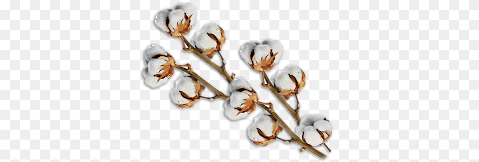 Cotton Free Png Download