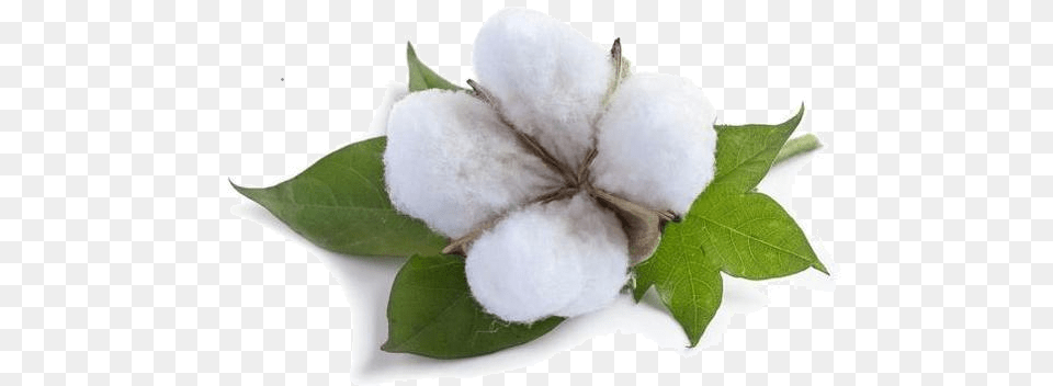 Cotton, Nature, Outdoors, Snow, Snowman Free Png