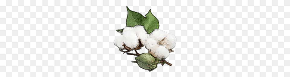 Cotton, Leaf, Plant, Animal, Bird Free Png Download