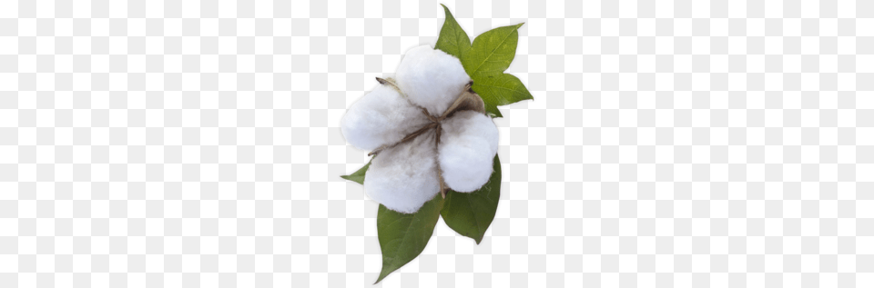 Cotton, Nature, Outdoors, Snow, Snowman Free Transparent Png