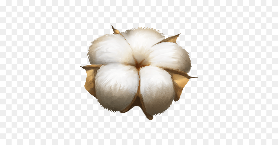 Cotton, Animal, Bird Png Image