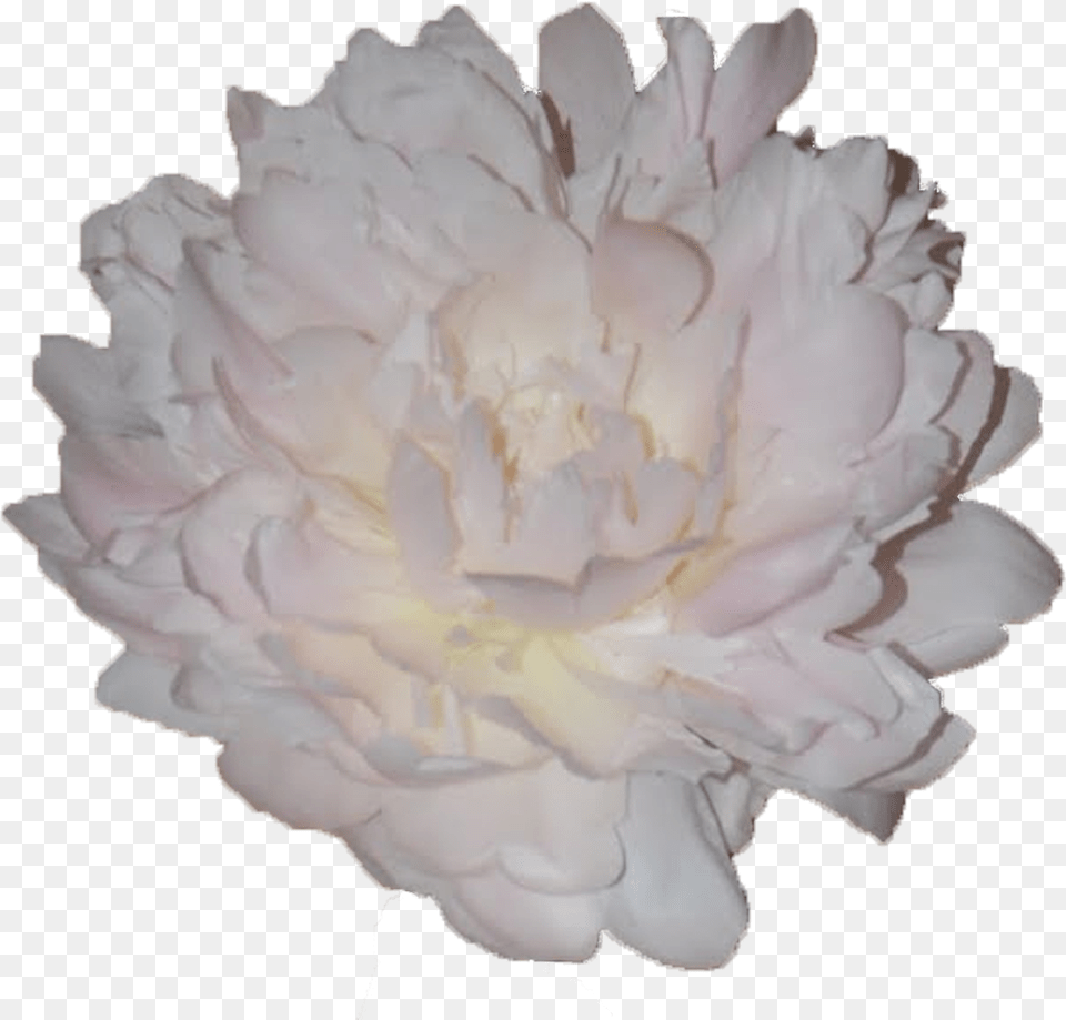 Cotton, Flower, Plant, Rose, Carnation Png Image