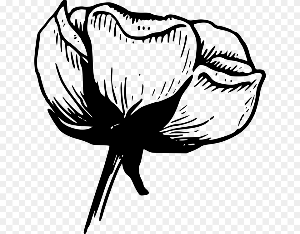Cotton Balls Flower Drawing Boll Weevil, Gray Png