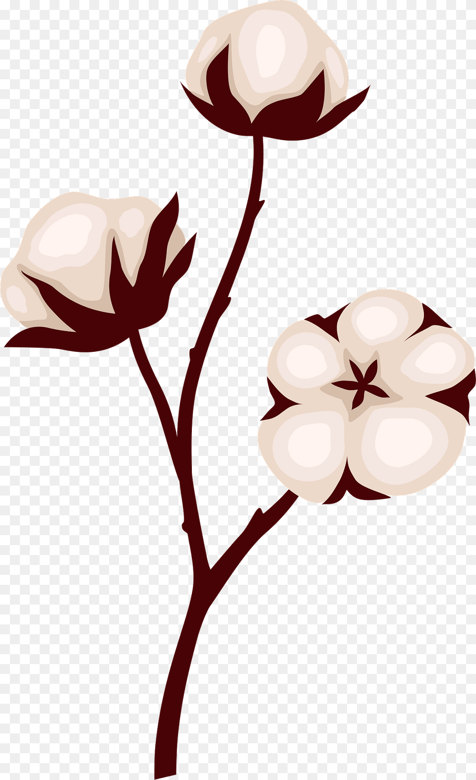 Cotton Clipart, Flower, Plant, Dynamite, Weapon Free Transparent Png