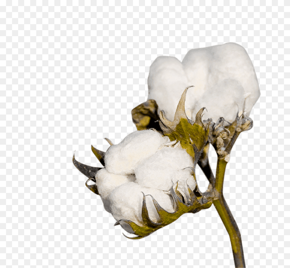 Cotton Cotton Free Transparent Png