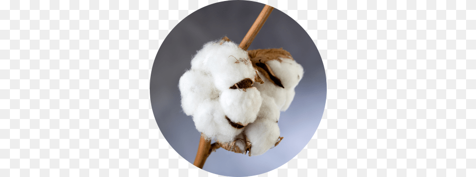 Cotton Fleur De Coton Free Png Download