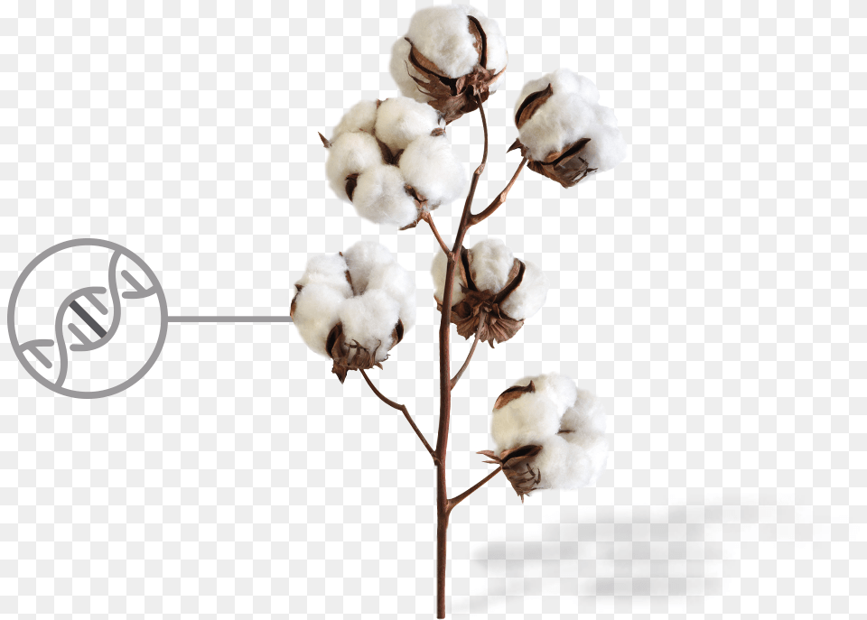 Cotton Image With Transparent Background Transparent Background Cotton Plant Free Png Download
