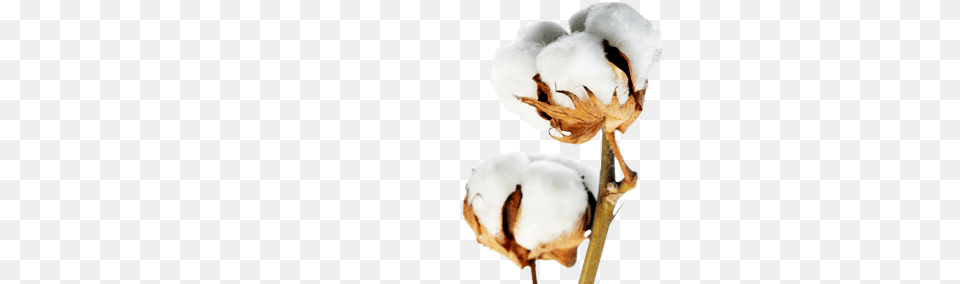 Cotton Images Nature, Outdoors, Snow, Snowman Free Png Download