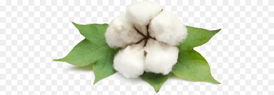 Cotton Photo Gossypium Barbadense Png Image