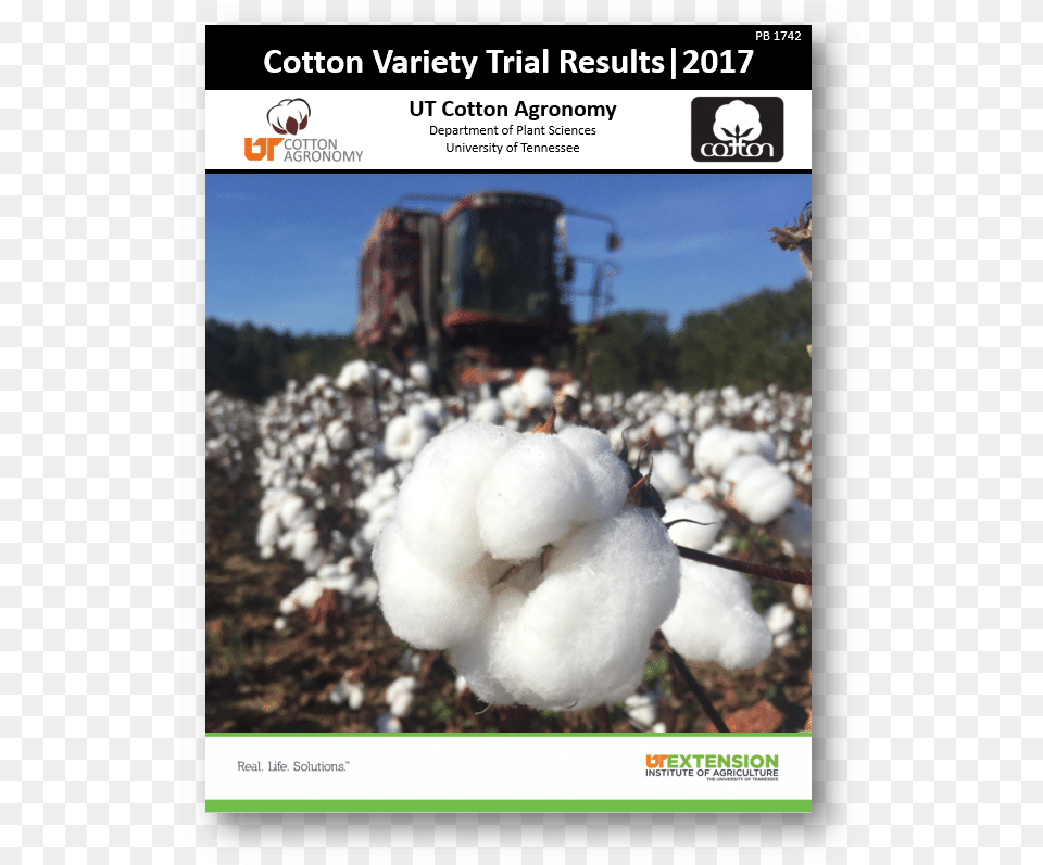 Cotton Plant Free Transparent Png