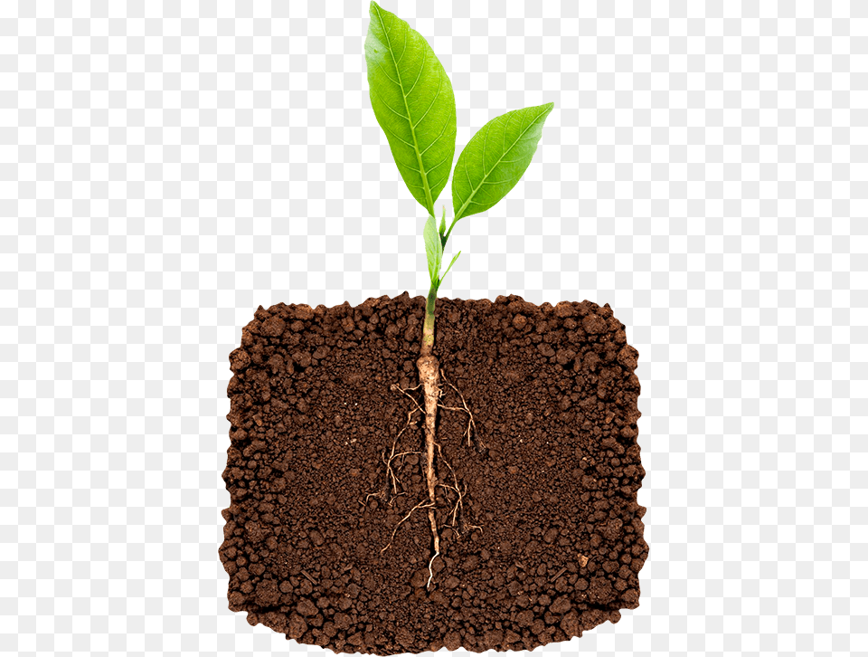 Cotton Plant, Leaf, Soil Free Png