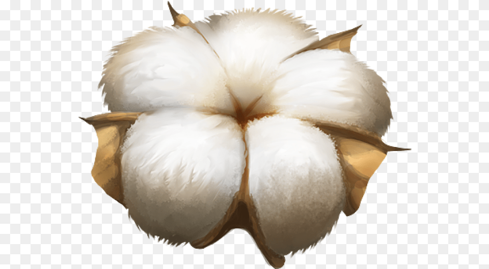 Cotton Plant Image Cotton, Food, Produce Free Png Download