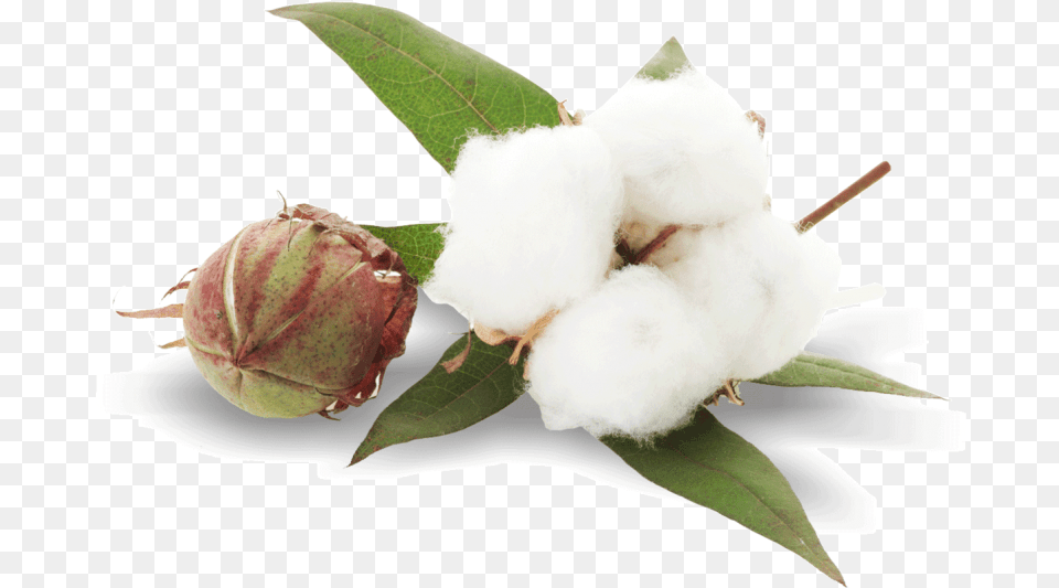 Cotton Plant Images Cotton Plant Free Transparent Png
