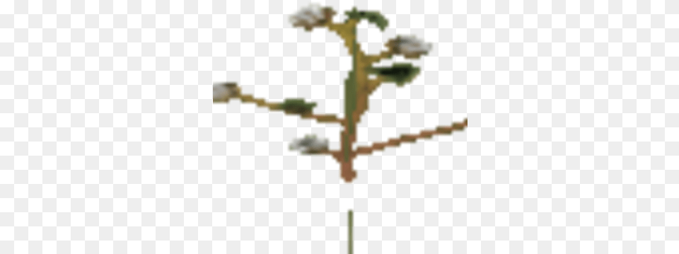 Cotton Plant Tree, Flower, Grass Png