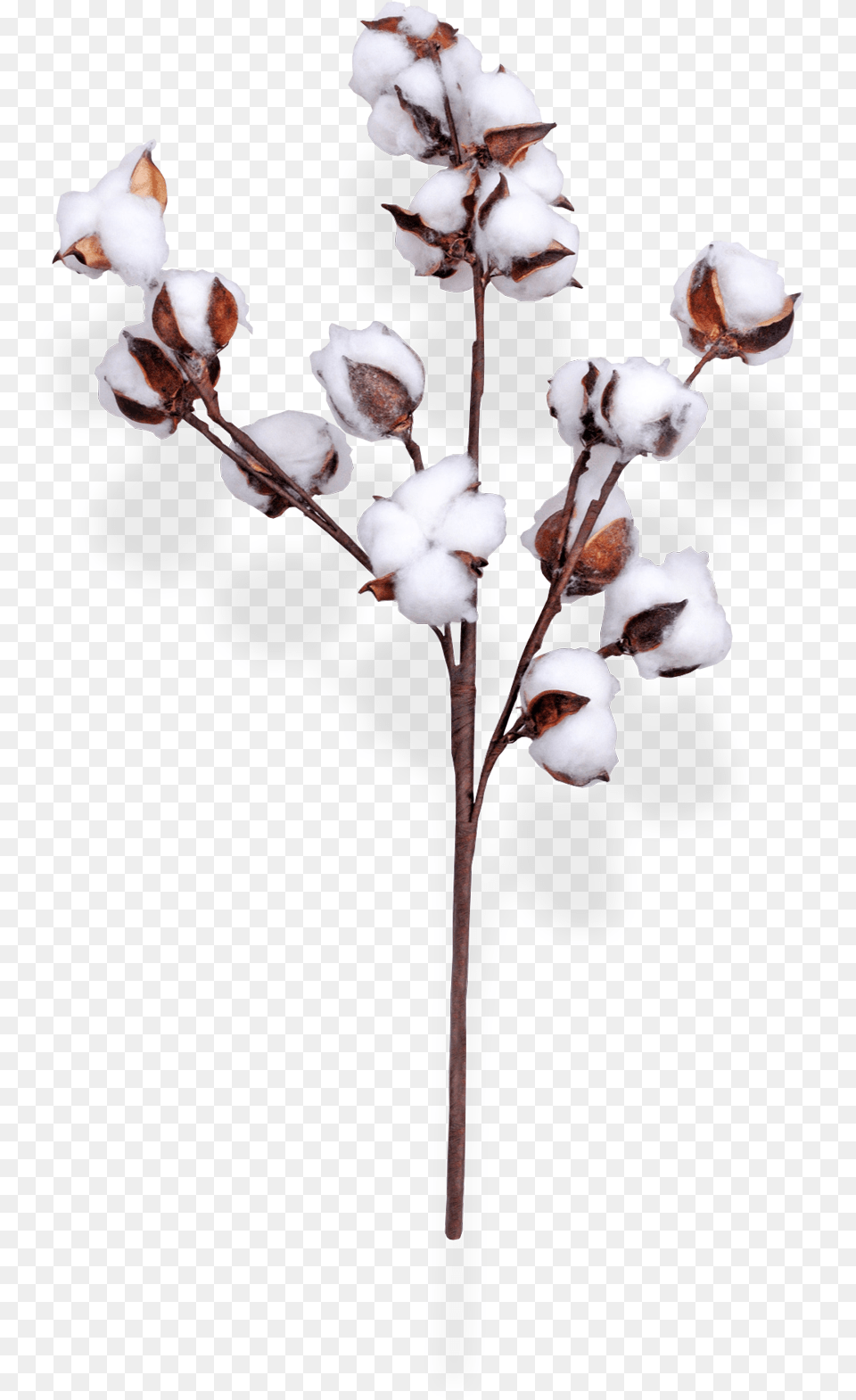 Cotton Spray 30 1 Copy Transparent Cotton Flower, Plant, Rose, Animal, Bird Free Png