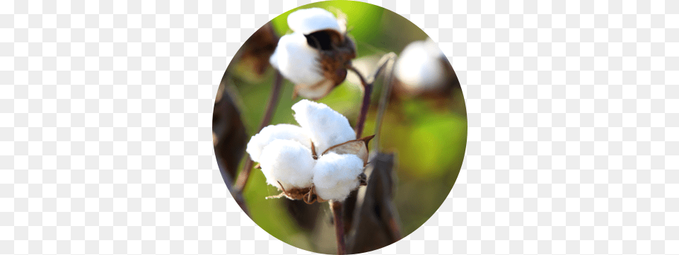 Cotton Stock Photography Free Png