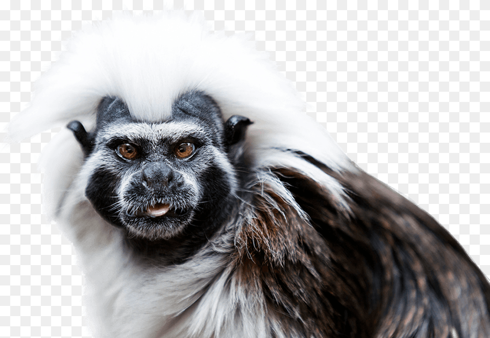 Cotton Top Tamarin, Animal, Mammal, Monkey, Wildlife Free Transparent Png