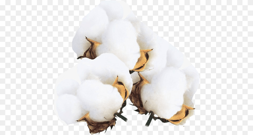 Cotton Transparent Images Free Download Real Transparent Cotton Flower Png Image