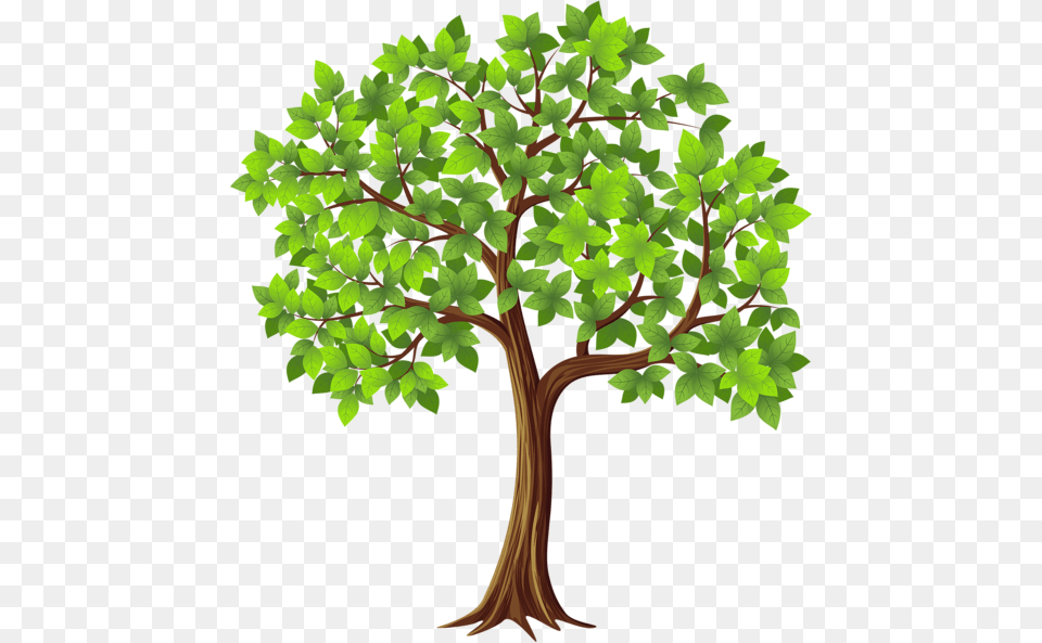 Cotton Tree Service, Oak, Plant, Potted Plant, Sycamore Png Image