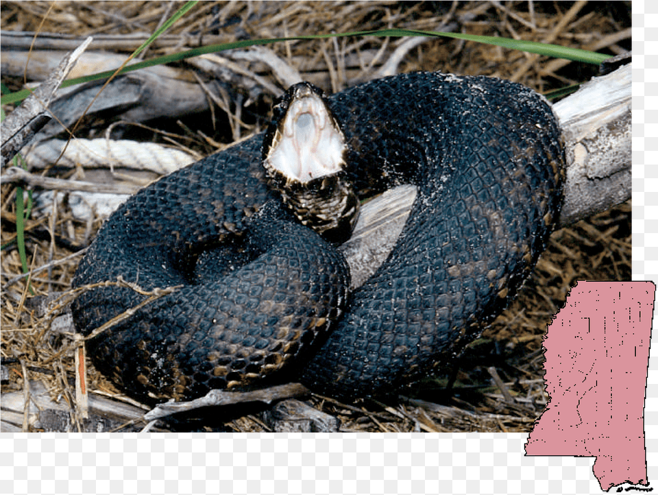 Cottonmouth Agkistrodon Cottonmouth Mississippi, Animal, Reptile, Snake Free Png Download