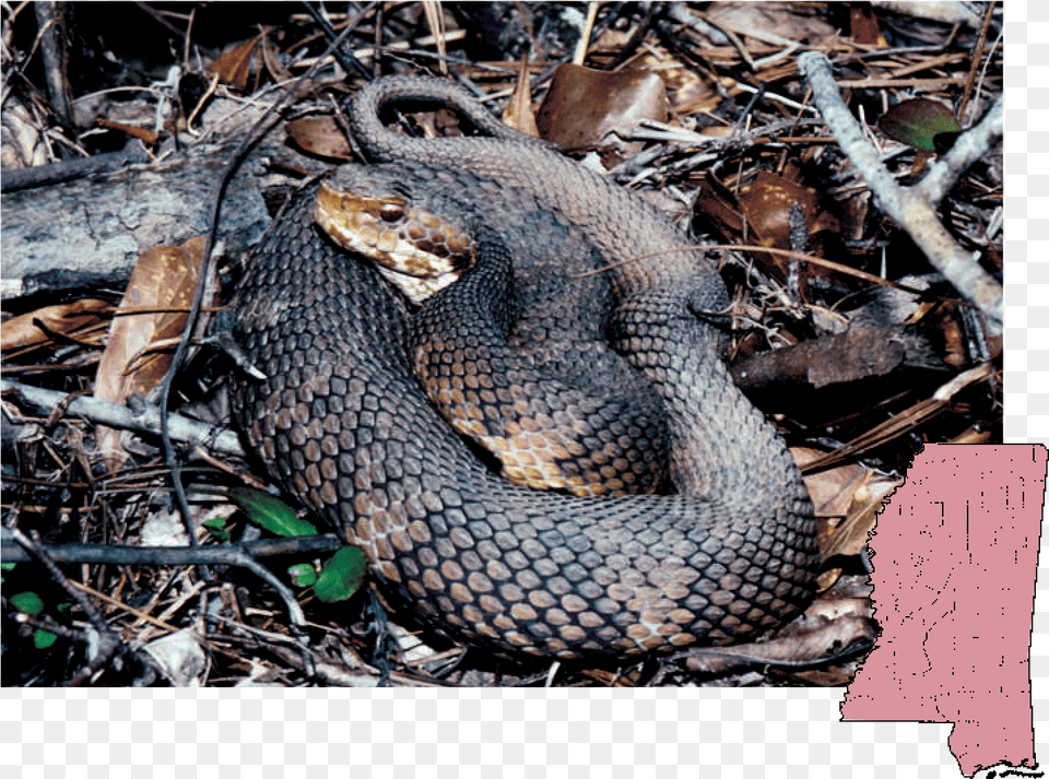 Cottonmouth Mississippi Snakes, Animal, Reptile, Snake, Rattlesnake Png Image
