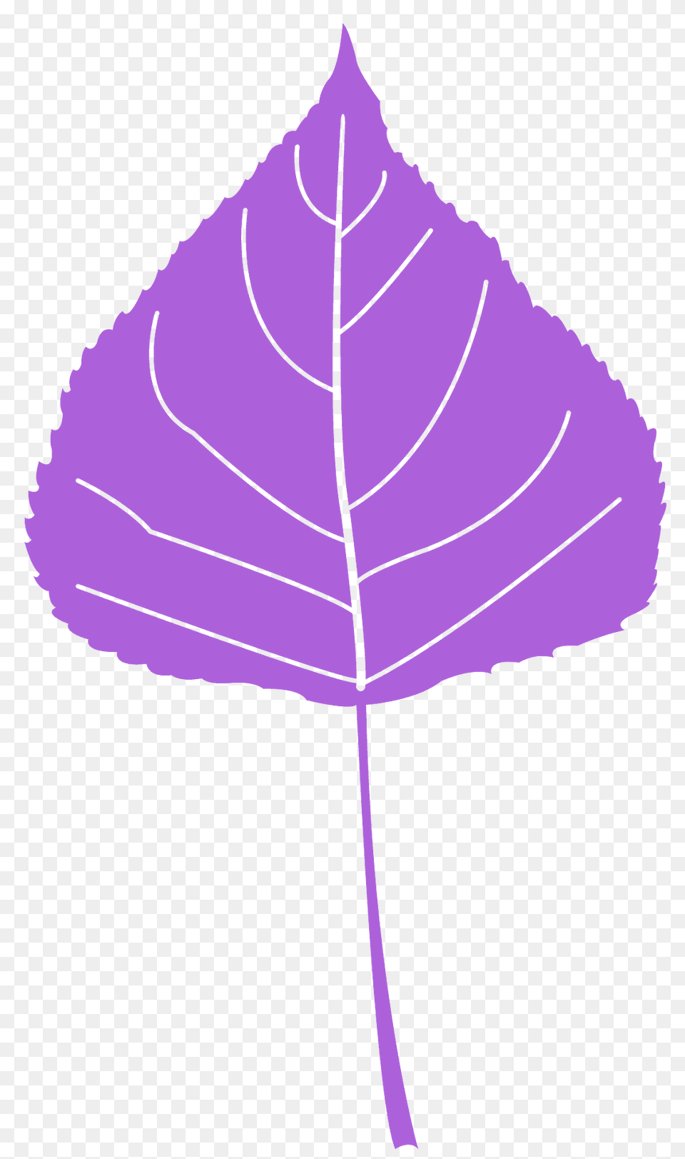 Cottonwood Leaf Silhouette, Plant, Tree, Person Free Png Download