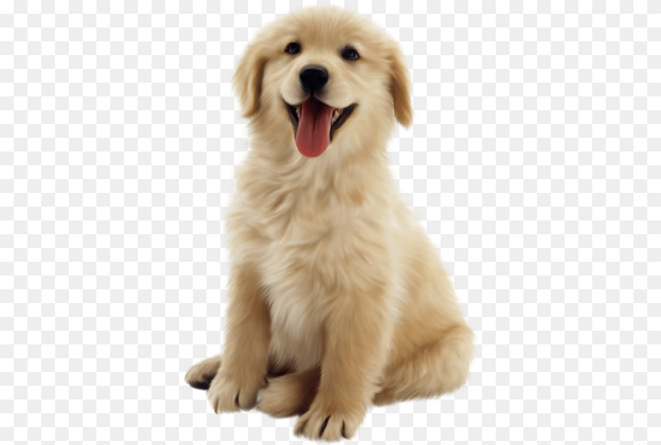 Cottonwood Puppy Cute Dog Transparent Background, Animal, Canine, Golden Retriever, Mammal Free Png