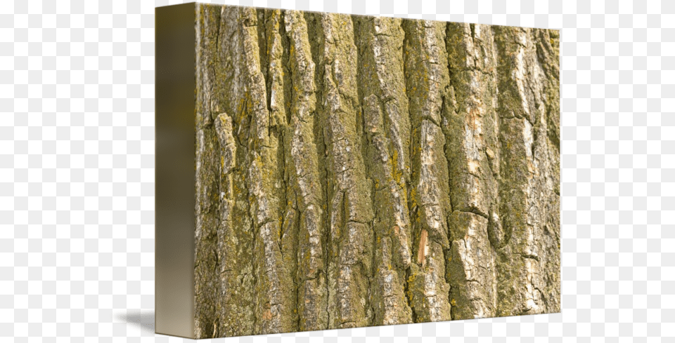 Cottonwood Tree Texture By Cottonwood Tree Bark, Plant, Tree Trunk, Blackboard Free Transparent Png