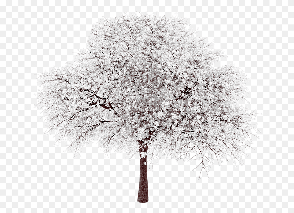 Cottonwood Tree Transparent, Ice, Plant, Nature, Outdoors Png