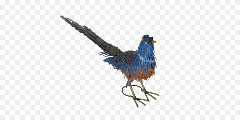 Coucal, Animal, Beak, Bird Png Image