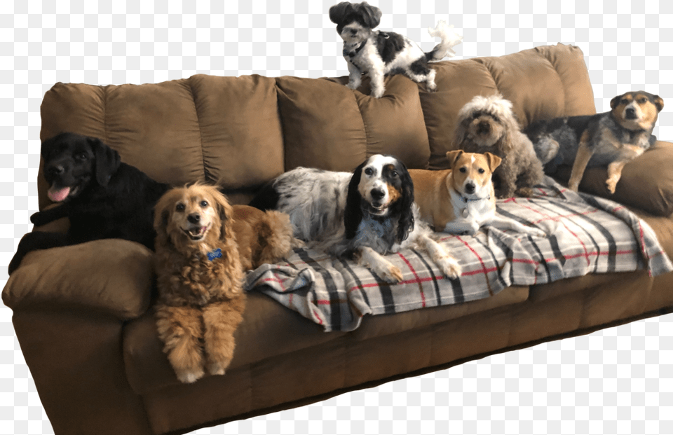 Couch, Furniture, Cushion, Home Decor, Pet Png