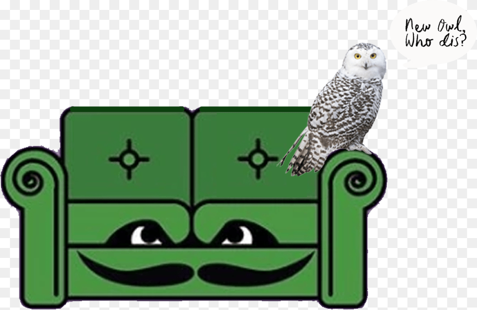 Couch Snowy Owl, Animal, Beak, Bird Free Transparent Png