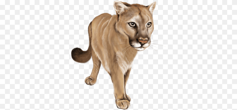 Cougar, Animal, Lion, Mammal, Wildlife Free Png Download