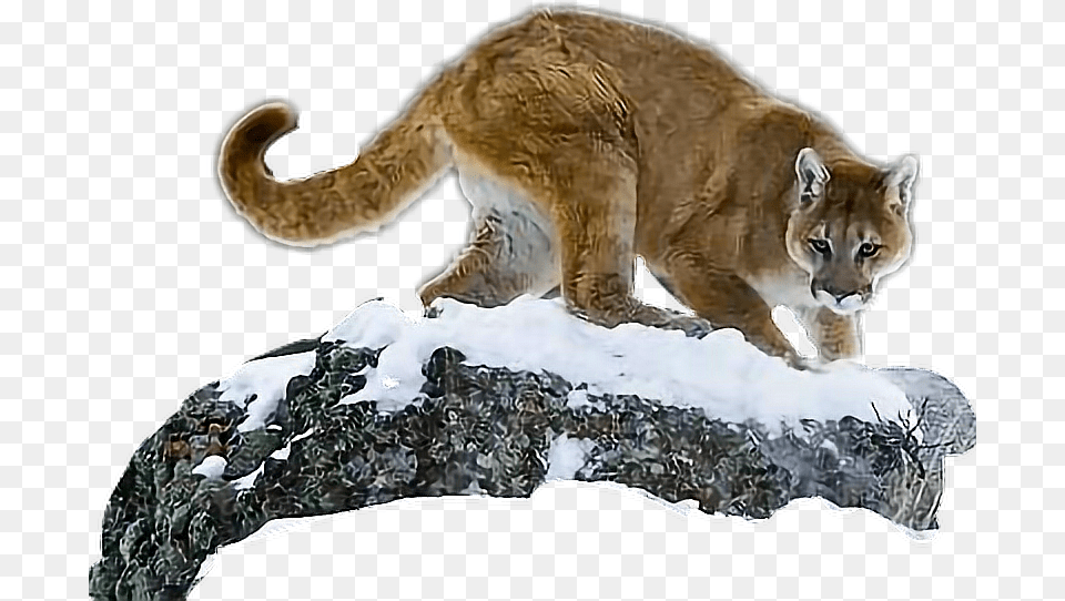 Cougar, Animal, Wildlife, Mammal, Adult Png