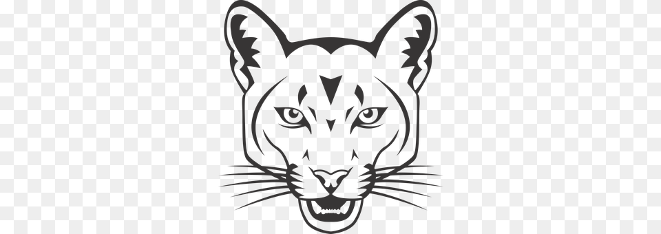 Cougar Animal, Mammal, Panther, Wildlife Png