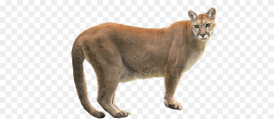 Cougar 3 Image Cougar, Animal, Lion, Mammal, Wildlife Free Png