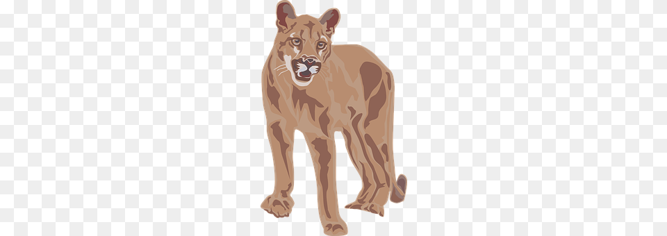 Cougar Animal, Wildlife, Mammal Png