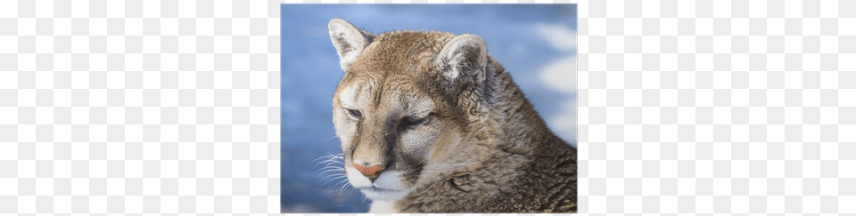 Cougar, Animal, Mammal, Wildlife, Kangaroo Free Png Download