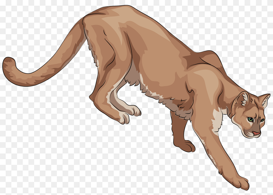 Cougar Clipart, Animal, Mammal, Wildlife, Canine Free Png