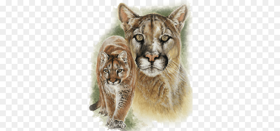 Cougar Drawing, Animal, Wildlife, Lion, Mammal Free Png