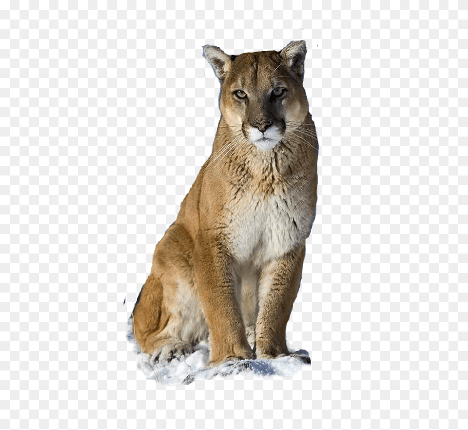 Cougar Freetoedit Puma Animal, Mammal, Wildlife Free Png