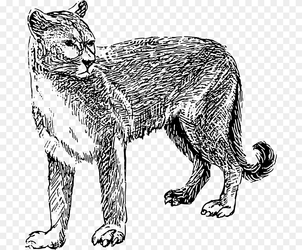 Cougar Mountain Lion Clipart Black And White, Gray Free Transparent Png